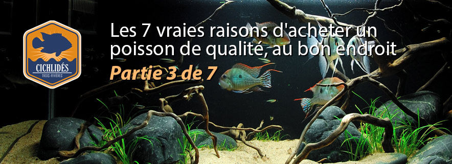 Les 7 vraies raisons d'acheter un poisson de qualité, au bon endroit : Partie 3 de 7