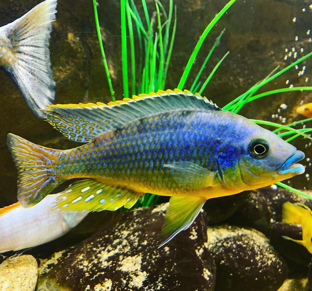 Eclectochromis Lobochilus Hertae