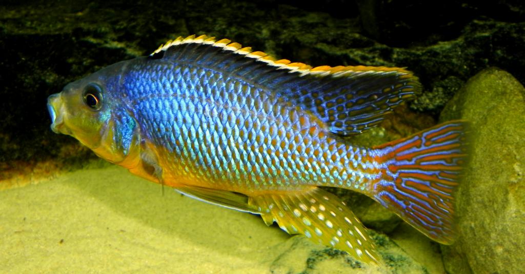 Eclectochromis Lobochilus Hertae