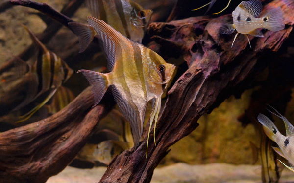 Pterophyllum Altum Rio Atapabo