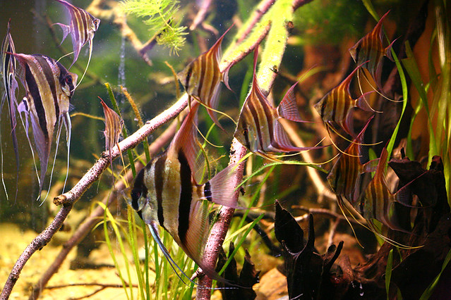 Pterophyllum Altum Rio Inirida