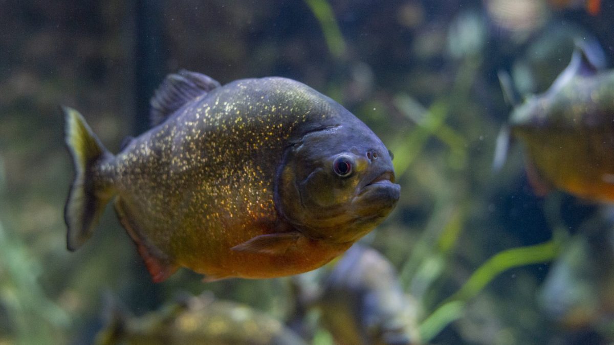 Alimentation du Piranha