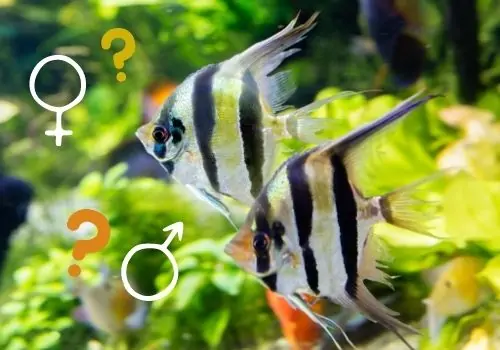 Déterminer le sexe d'un scalaire