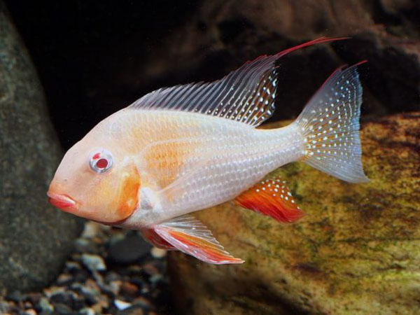 Acarichthys heckelii var. - Albinos Threadfin