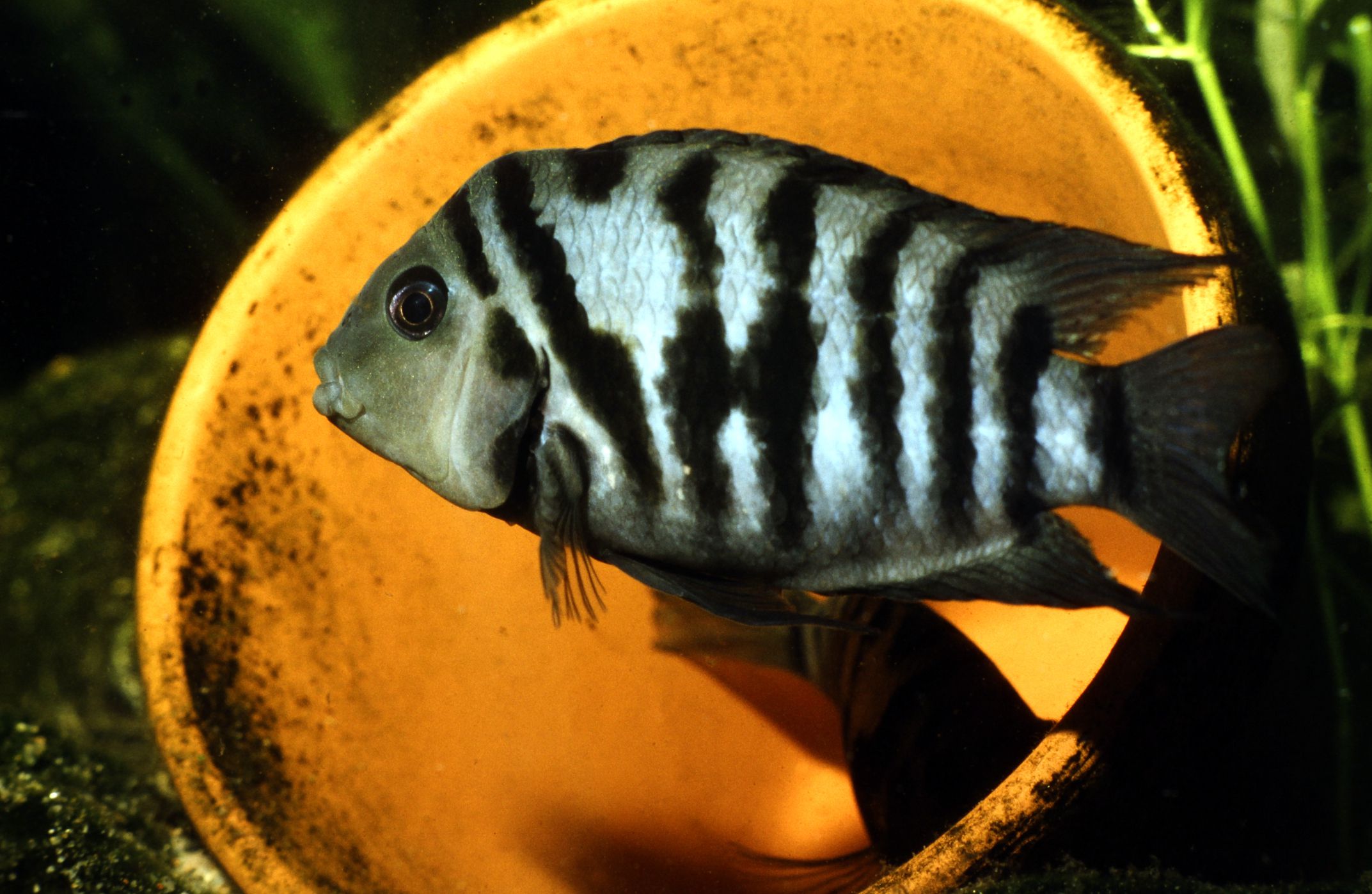 Amatitlania nigrofasciata - Black Convict