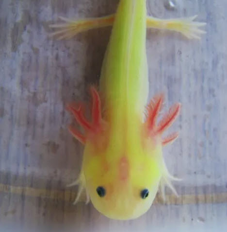 Ambystoma mexicanum (Axolotl) - Green GFP Leucistic
