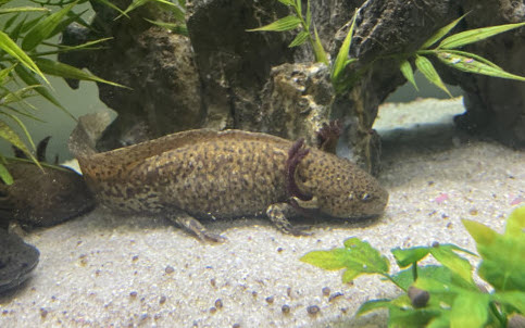 Ambystoma mexicanum (Axolotl) - Wild Type
