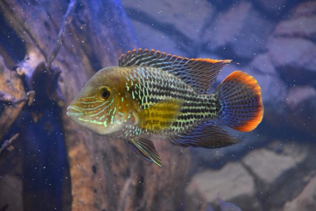 Andinoacara rivulatus - Green Terror