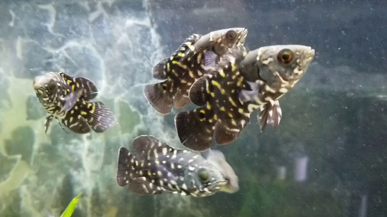Astronotus crassipinnis - Oscar Bumblebee