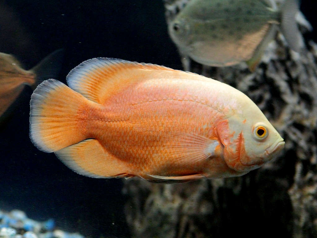 Astronotus ocellatus - Albinos Smooth Red Oscar