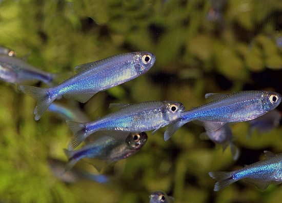 Boehlkea fredcochui - Blue King Tetra
