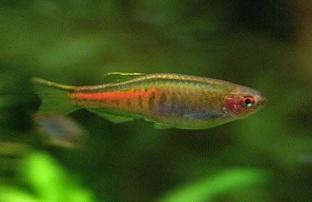 Celestichthys choprae - Danio Glowlight