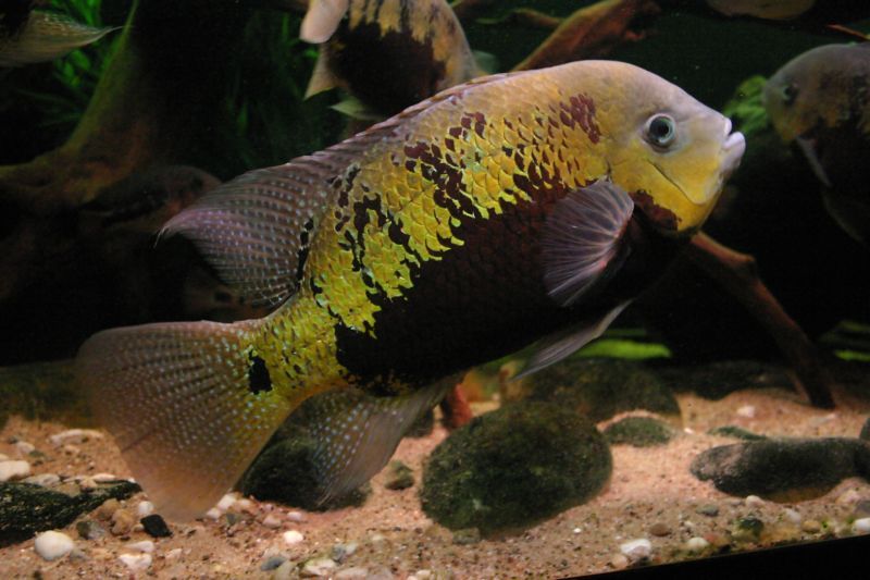 Cincelichthys pearsei - Pantano Cichlid