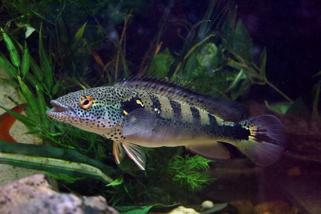 Crenicichla lenticulata