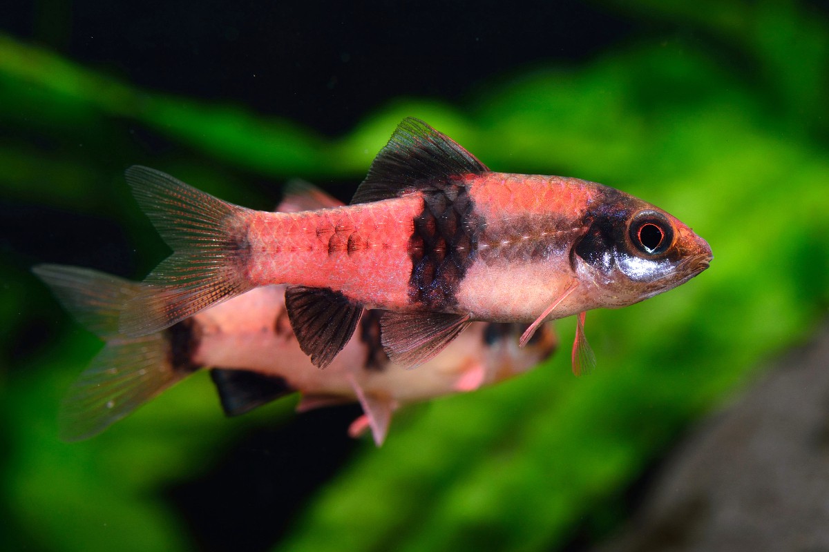 Haludaria fasciata - Melon Barb