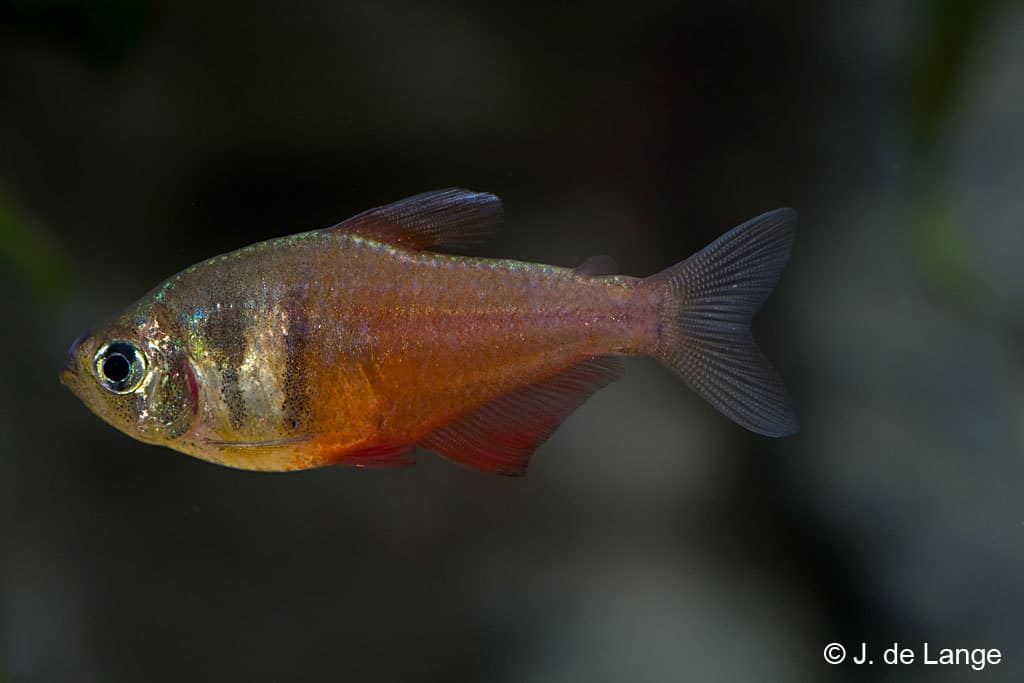 Hyphessobrycon flammeus - Tetra Rio