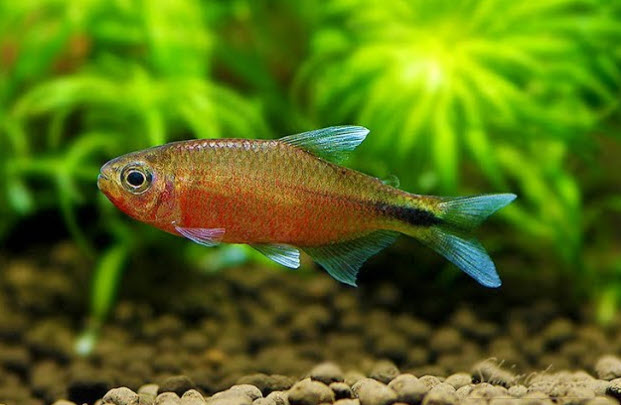 Hyphessobrycon sp. Infernalis - Inferno Tetra