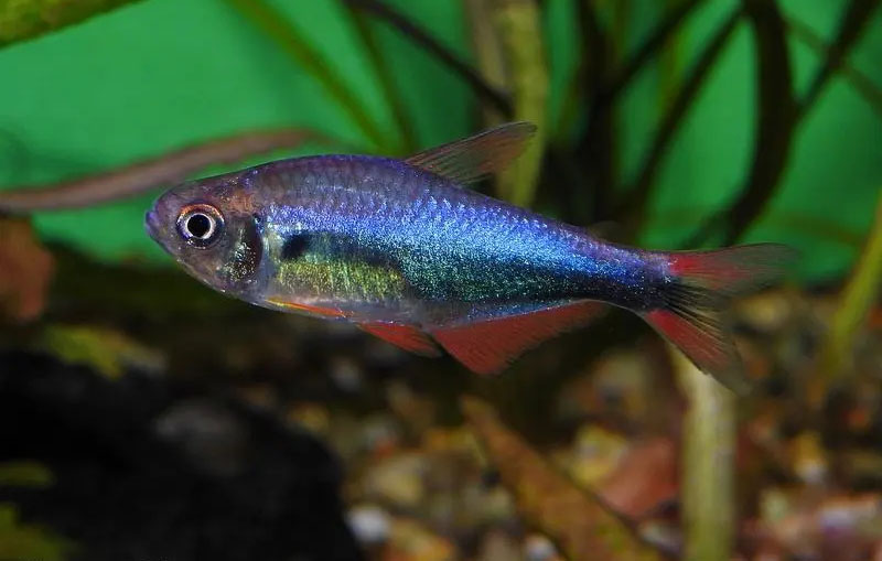 Hyphessobrycon margitae - Bleeding Blue Tetra