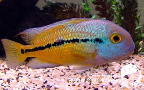 Hypsophrys nicaraguensis - Macaw Cichlid
