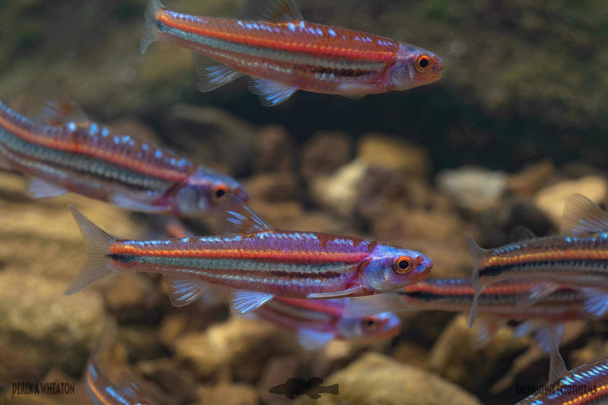 Notropis chrosomus - Rainbow Shiner
