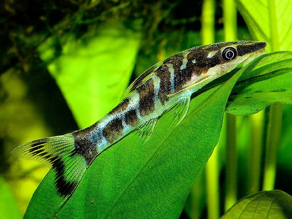 Otocinclus cocama - Zebra Oto