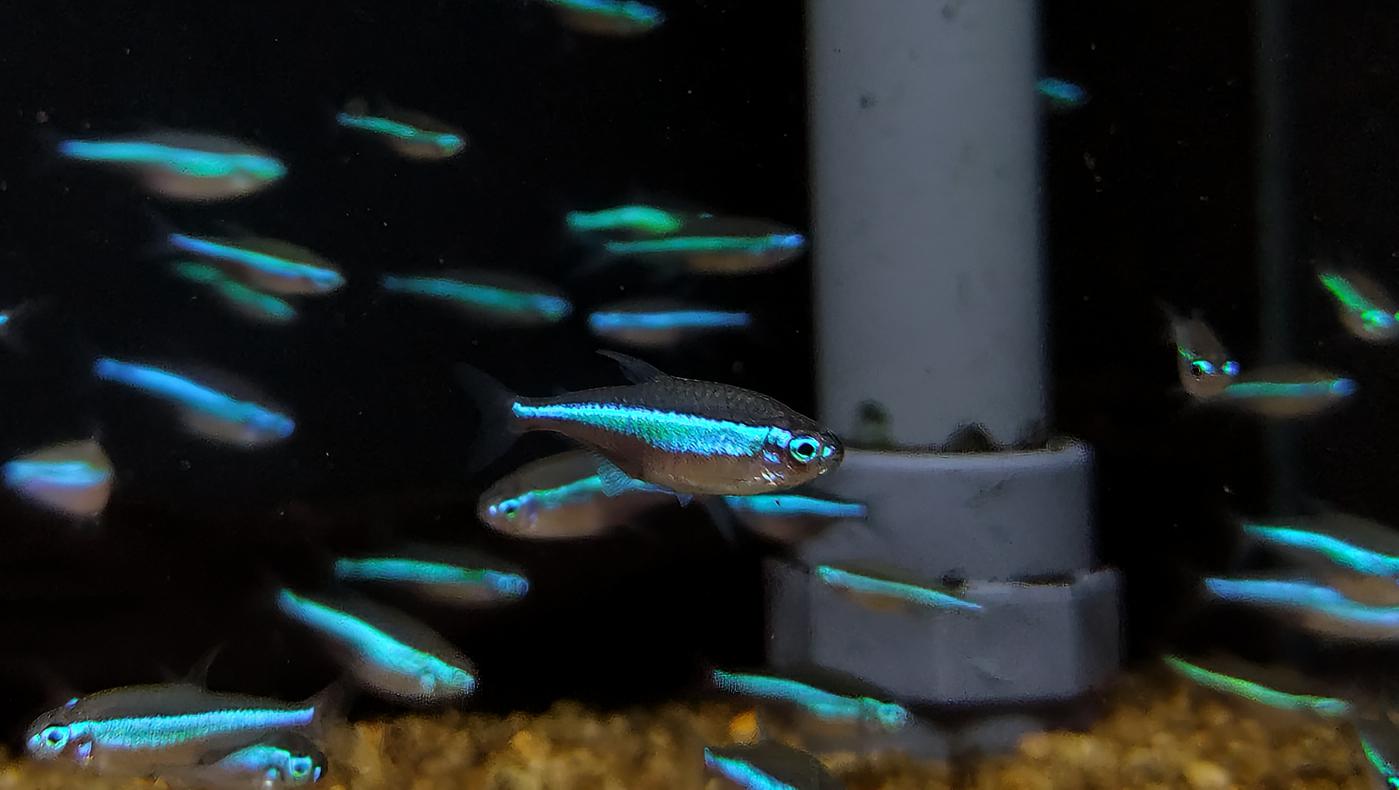 Paracheirodon simulans - Green Neon Tetra