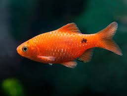 Pethia conchonius - Rosy Barb