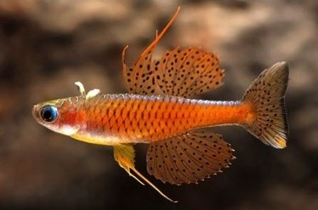 Pseudomugil luminatus - Red Neon Blue-Eye Rainbow