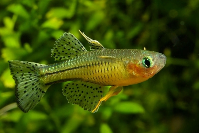 Pseudomugil signifer - Pacific Blue-Eye Signifer Rainbow