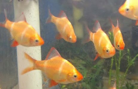 Puntigrus tetrazona var. - Albino Tiger Barb