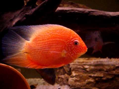 Heros efasciatus - Red-Spotted Severum
