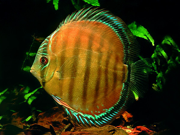 Symphysodon aequifasciatus - Brown Cametá