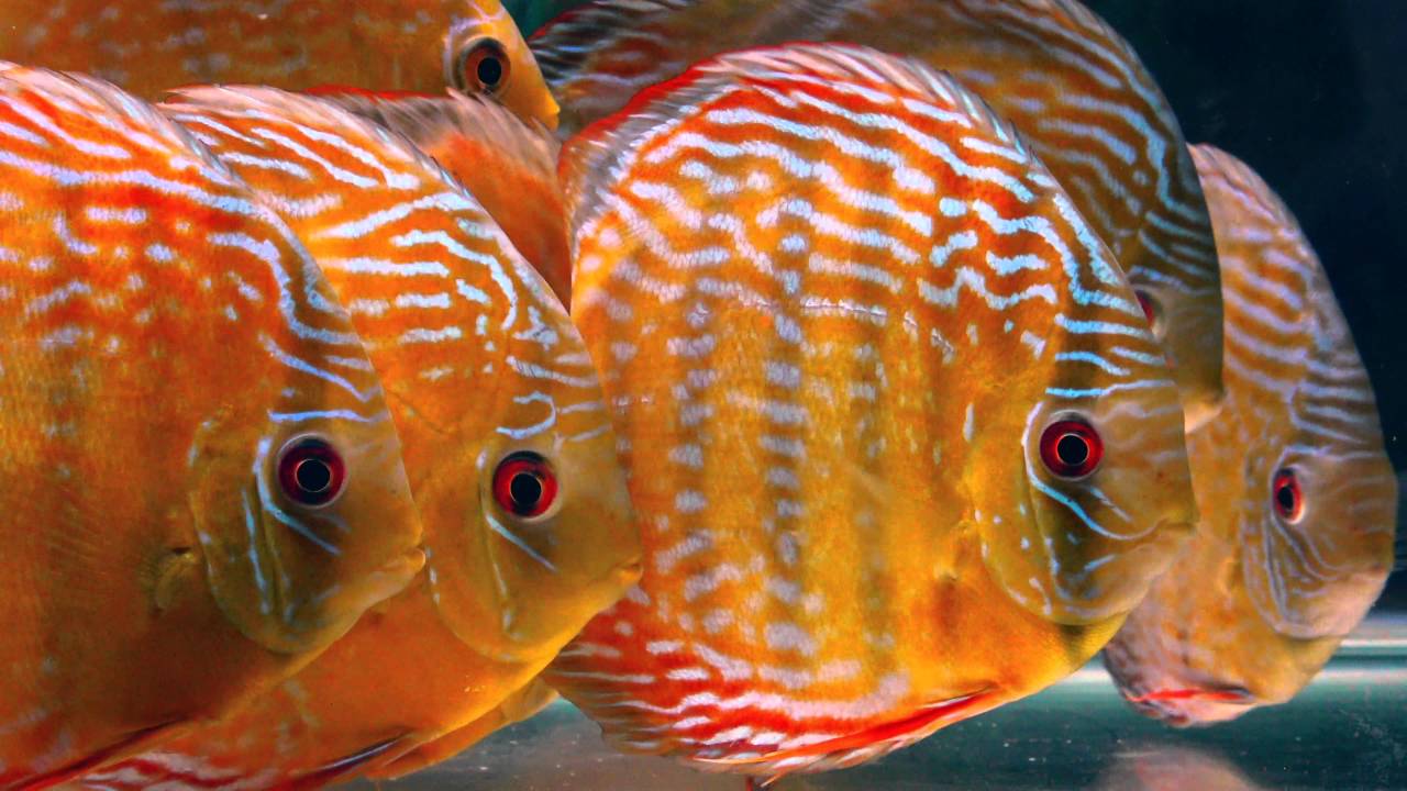 Symphysodon aequifasciatus - Royal Red Cuipeuá