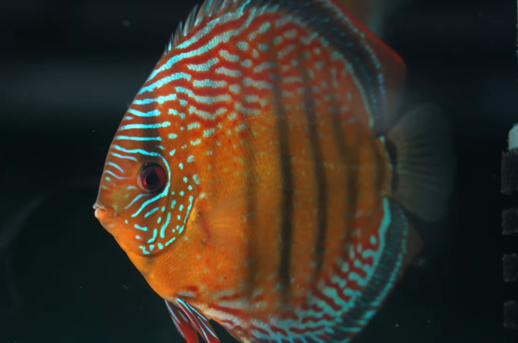 Symphysodon aequifasciatus - Semi-Royal Red Alenquer