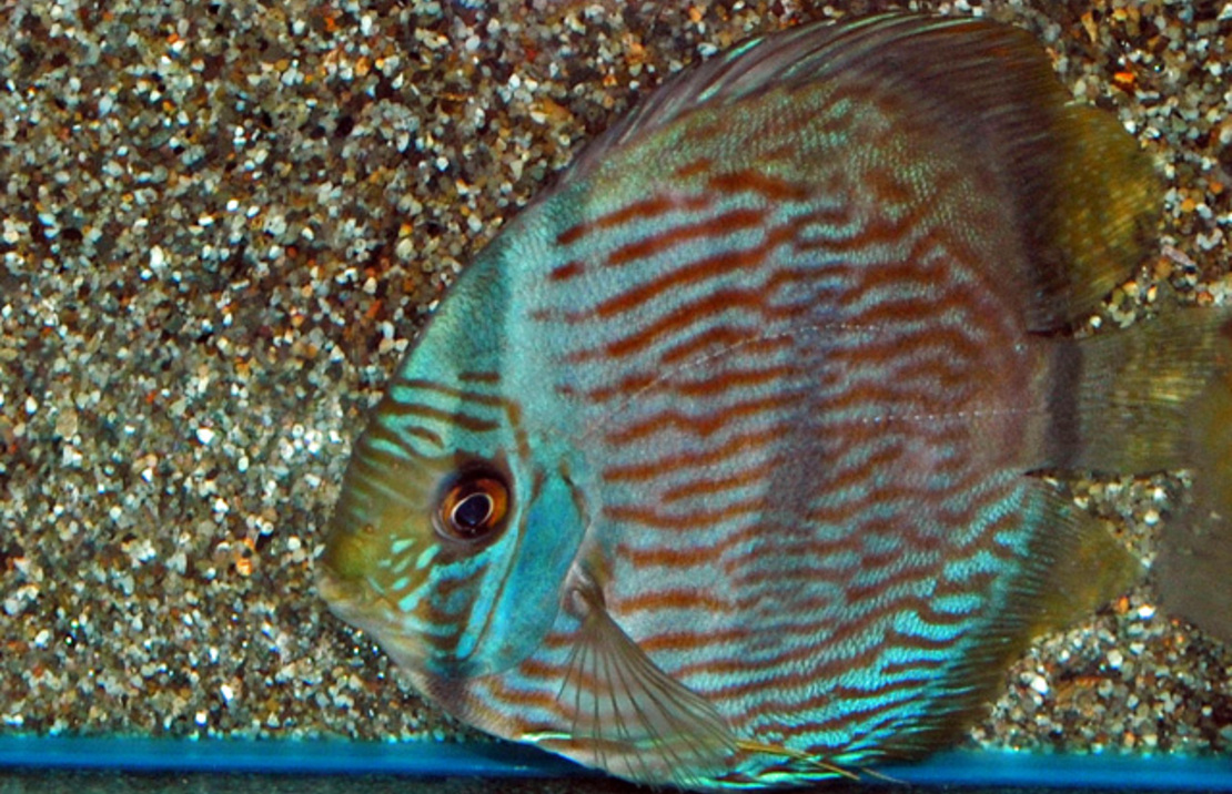 Symphysodon discus - Blue Face Heckel Nhamundá