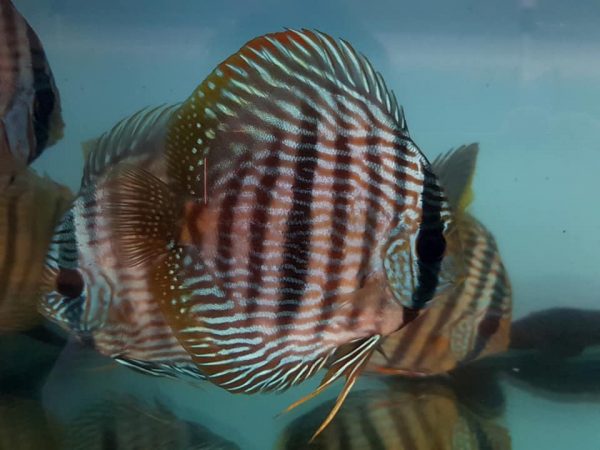 Symphysodon discus - Blue Heckel Nhamundá