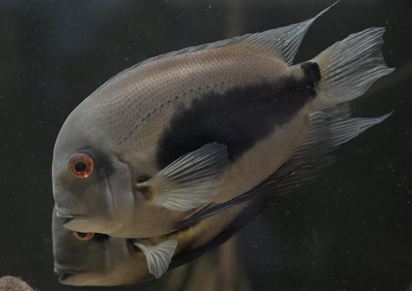 Uaru amphiacanthoides - Triangle Uaru