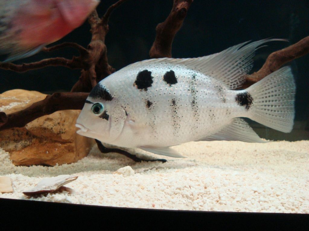 Maskaheros argenteus - Silver Cichlid