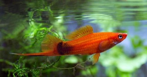 Xiphophorus hellerii - Assorted Swordtail