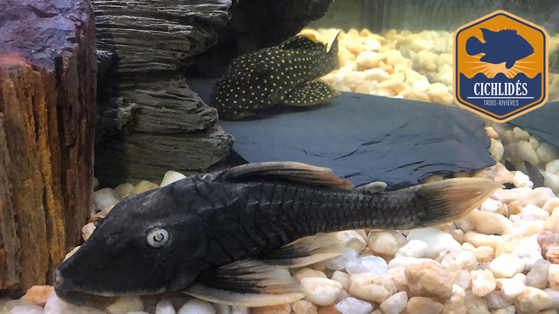 Hypostomus sp. L-360 - Firefin