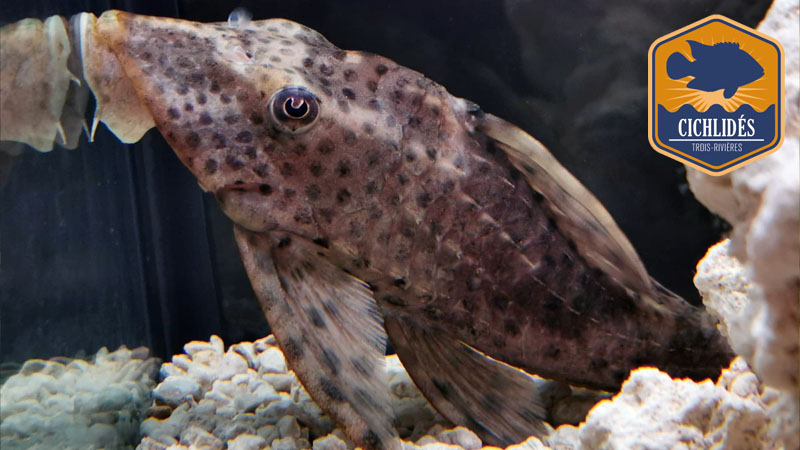 Hypostomus macushi L-303