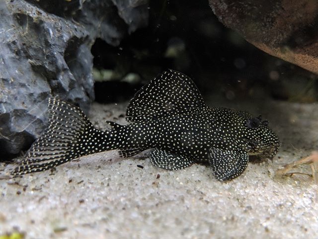 Hypancistrus sp. L-262 - Fine Spots