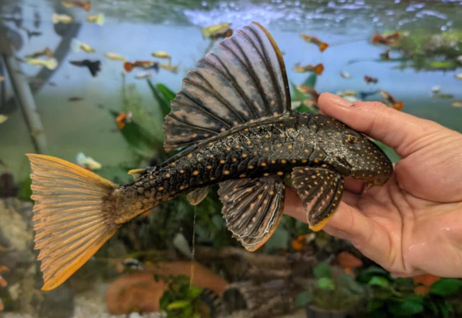 Hypostomus luteus - Golden Sailfin Pleco - Phase II