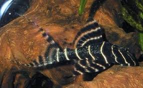 Panaqolus albivermis L-204 - Flash