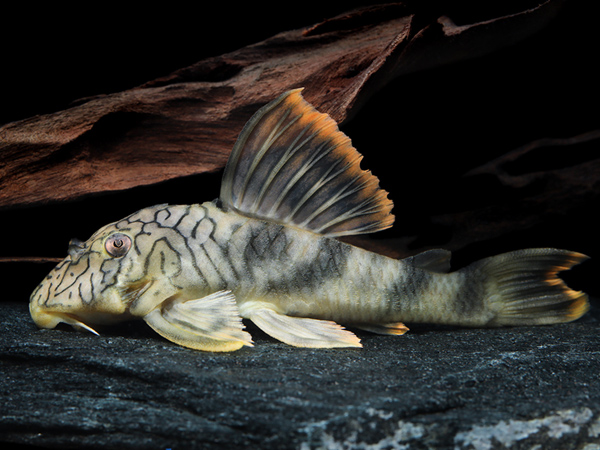 Peckoltia braueri L-305 - Wormline Lemon Fin