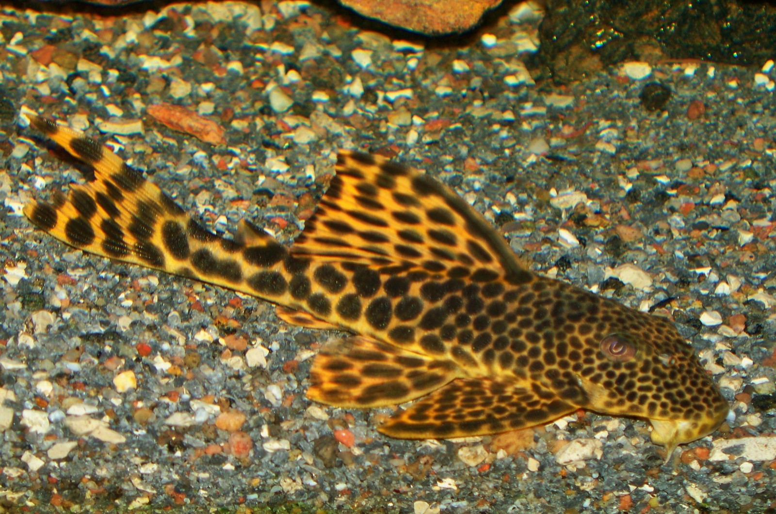 Peckoltia sabaji L-075