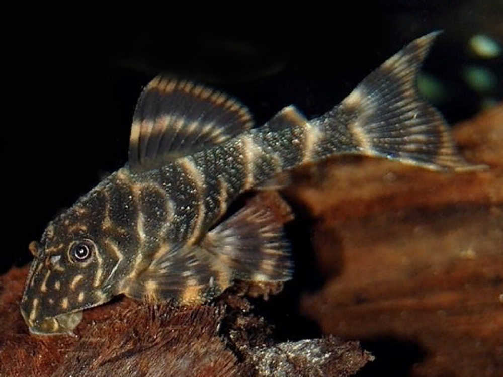 Panaqolus maccus L-104 - Clown Panaque