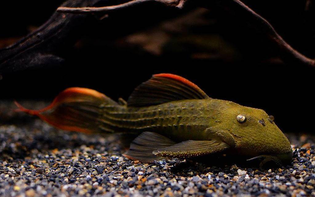 Pseudacanthicus pitanga L-024 - Flame Cactus