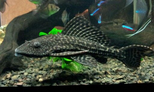 Pterygoplichthys pardalis - Pardalis