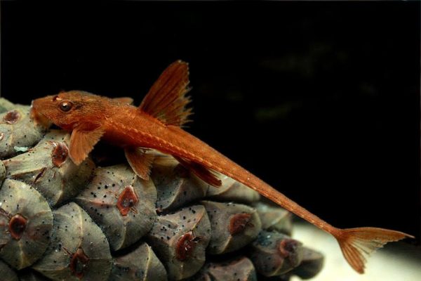 Rineloricaria Red Lizard L-010a - Red Whiptail